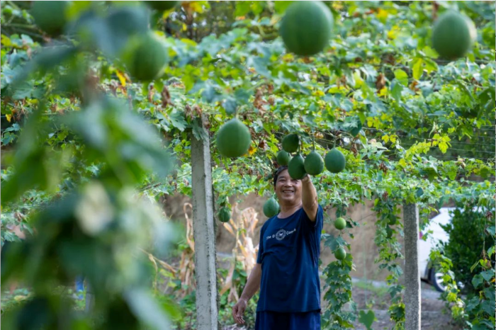 今年瓜蔞長勢喜人 攝影:胡九思 今年瓜蔞長勢喜人 攝影:胡九思